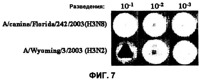 Вирус гриппа, способный инфицировать собачьих, и его применение (патент 2520081)