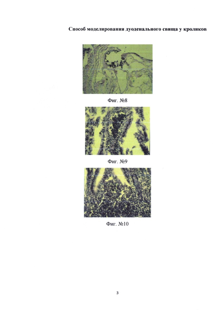 Способ моделирования дуоденального свища у кроликов (патент 2650595)