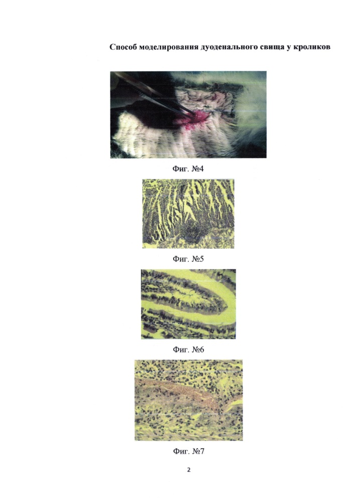Способ моделирования дуоденального свища у кроликов (патент 2650595)