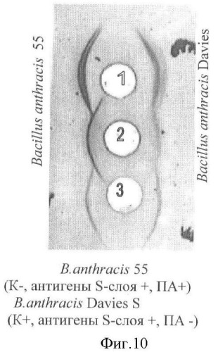 Способ идентификации bacillus anthracis с дифференциацией штаммов по продукции капсулы, протективного антигена и антигенов s-слоя (патент 2376385)