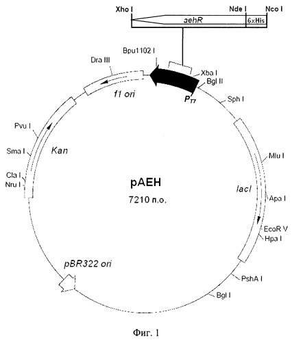 Штамм escherichia coli - продуцент гидролазы эфиров альфа-аминокислот из xanthomonas rubrilineans и способ микробиологического синтеза гидролазы эфиров альфа-аминокислот на основе этого штамма (патент 2502797)