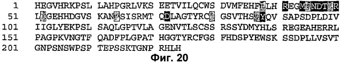 Антитела, связывающиеся с рецепторами kir2dl1,-2,-3 и не связывающиеся с рецептором kir2ds4, и их терапевтическое применение (патент 2410396)