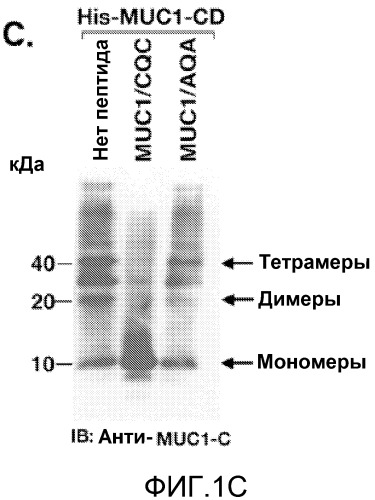Пептиды цитоплазматического домена белка muc-1 в качестве ингибиторов раковых заболеваний (патент 2539832)
