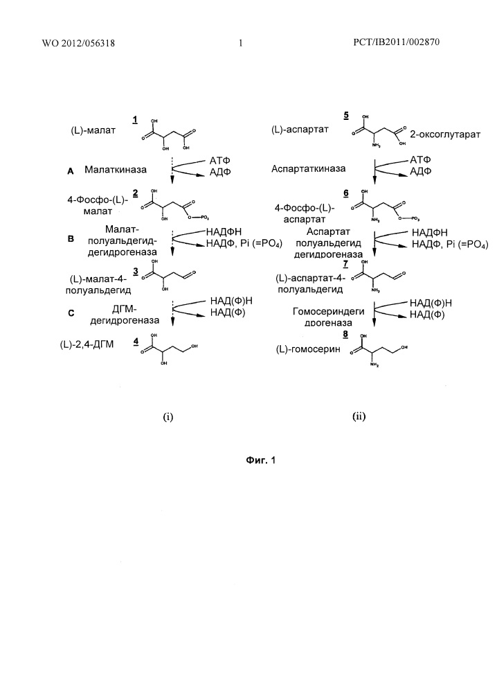 Способ получения 2,4-дигидроксимасляной кислоты (патент 2626531)