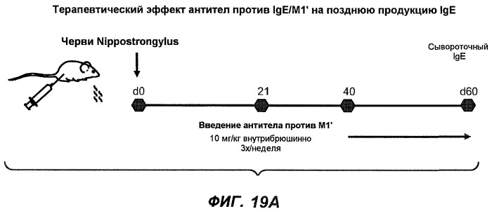 Апоптотические антитела против ige (патент 2500686)