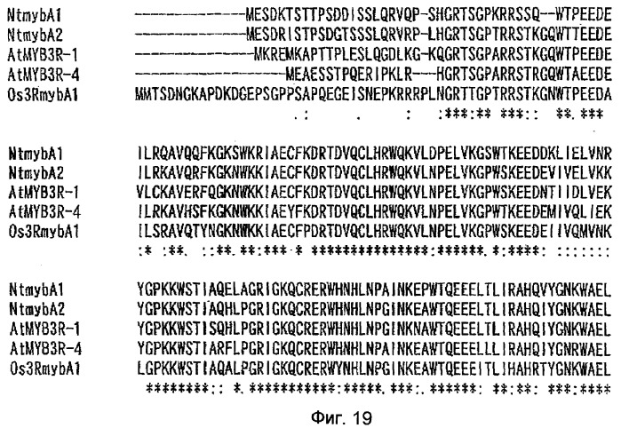 Растительные клетки и организмы растений с модифицированным клеточным ростом, развитием и дифференцировкой (патент 2349642)