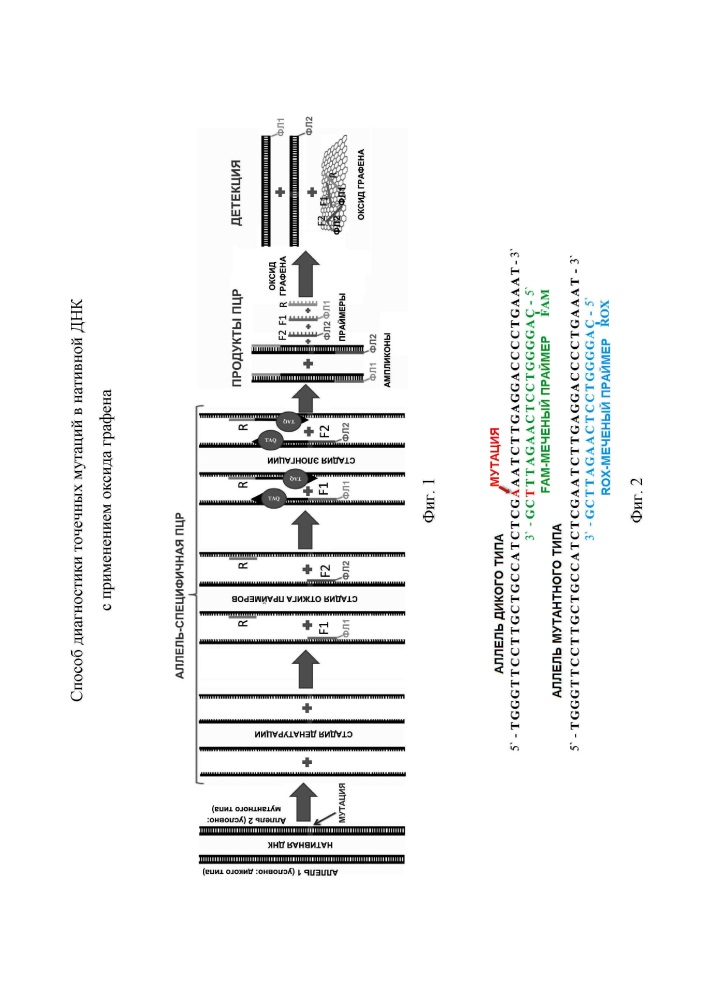 Способ диагностики точечных мутаций в нативной днк с применением оксида графена (патент 2614111)