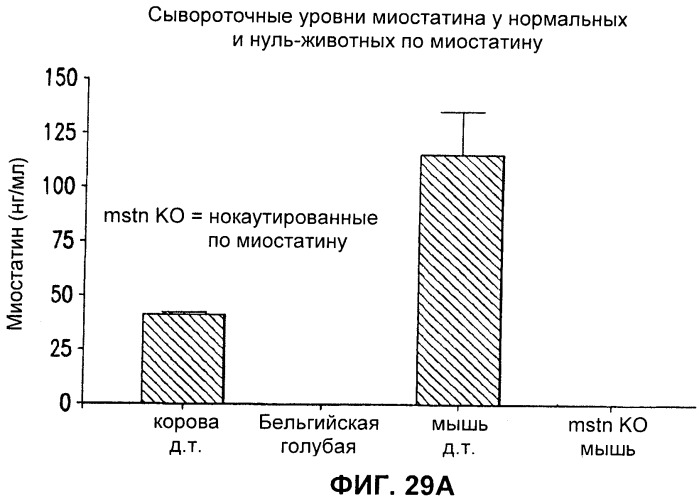 Антитела к gdf8 и их применения (патент 2447084)