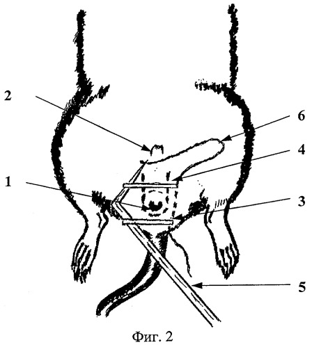 Способ создания низкой обтурационной кишечной непроходимости у лабораторных животных (патент 2376649)