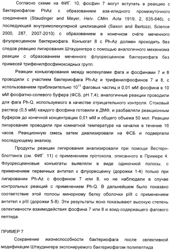 Селективная посттрансляционная модификация экспонируемых фагами полипептидов (патент 2459866)