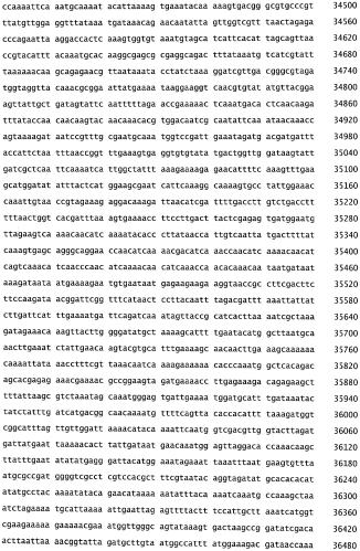 Бактериофаг, обладающий активностью против pseudomonas aeruginosa, белки бактериофага и способы их применения (патент 2580248)