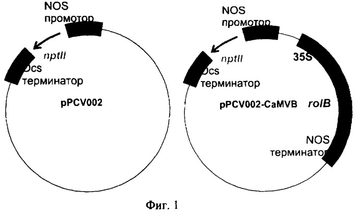 Способ получения резвератрола (патент 2326165)