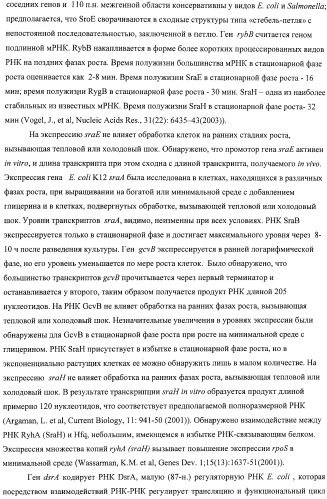 Способ получения l-аминокислот с использованием бактерии, принадлежащей к роду escherichia, в которой инактивирован один или несколько генов, кодирующих малые рнк (патент 2395567)