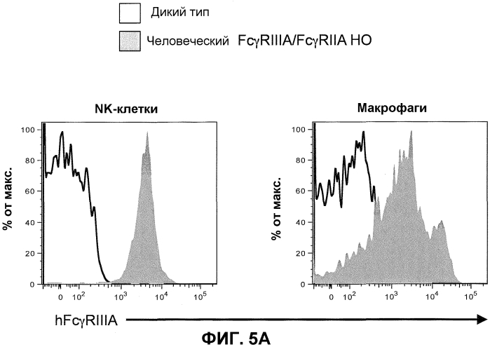 Гуманизированные fcγr мыши (патент 2549695)