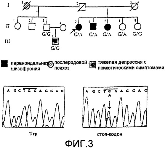 Новые праймеры для скринирования шизофрении и способ ее скринирования (патент 2338788)