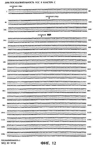 Vgc2 днк salmonella typhimurium, мутантная бактерия, обладающая пониженной способностью к адаптации к условиям окружающей среды, и способ ее получения (патент 2370541)
