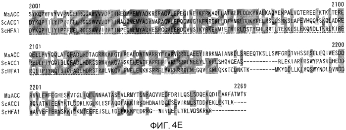 Новая ацетил-coa-карбоксилаза (патент 2551779)