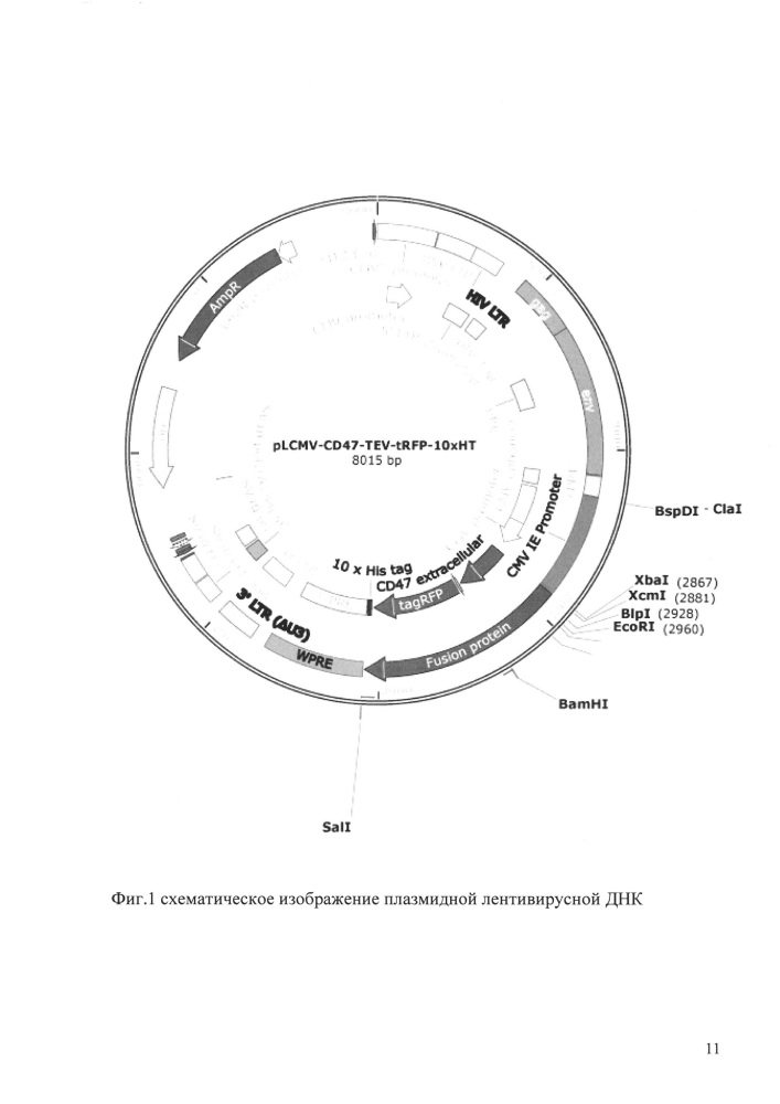 Экспрессионный плазмидный лентивирусный вектор для гетерологичной экспрессии рекомбинантного человеческого белка cd47 (патент 2627181)