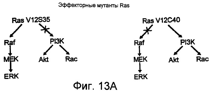 Способы и композиции, применимые для модуляции ангиогенеза с использованием протеинкиназы raf и ras (патент 2257911)