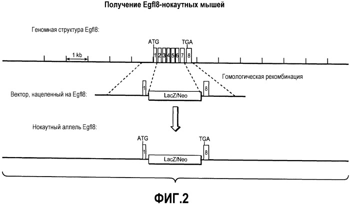 Способы ингибирования ангиогенеза с помощью антагонистов egfl8 (патент 2486200)