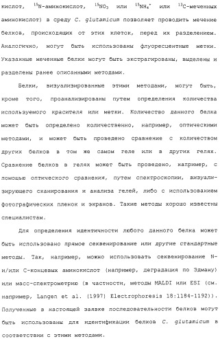 Гены corynebacterium glutamicum, кодирующие белки метаболических путей (патент 2306339)