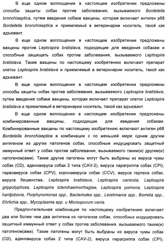 Поливалентные вакцины для собак против leptospira bratislava и других патогенов (патент 2400248)