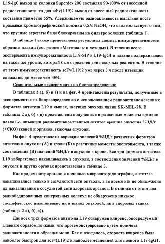 Избирательный направленный перенос в сосудистую сеть опухоли с использованием молекул антител (патент 2347787)