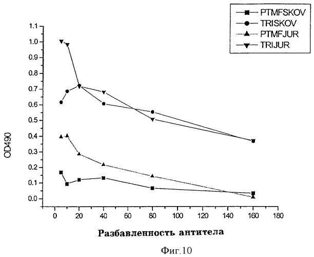 Одноцепочечное цикличное триспецифическое антитело (патент 2355705)