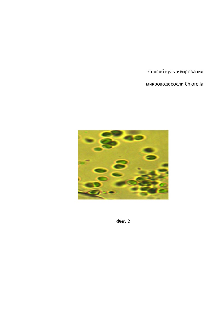 Способ культивирования микроводоросли chlorella (патент 2668162)