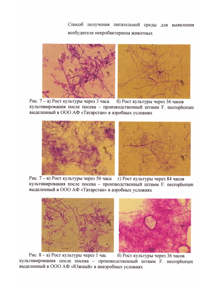 Способ получения питательной среды для выявления возбудителя некробактериоза животных (патент 2631795)