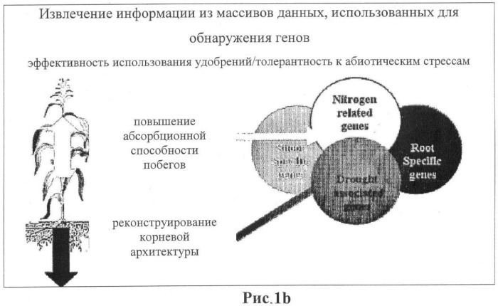 Изолированные полипептиды, кодирующие их полинуклеотиды, экспрессирующие их трансгенные растения и способы их использования (патент 2425151)