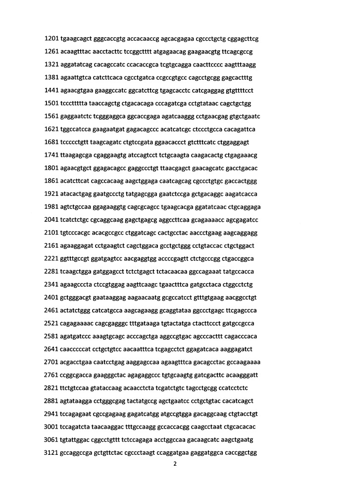 Генетическая конструкция pmitoascpf1, кодирующая нуклеазу ascpf1 с детерминантной импорта в митохондрии клеток человека (патент 2662994)