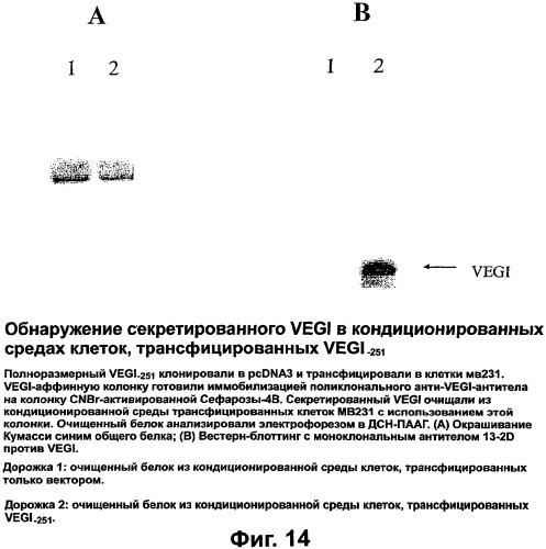 Новые изоформы ингибитора роста васкулярных эндотелиальных клеток (патент 2316591)