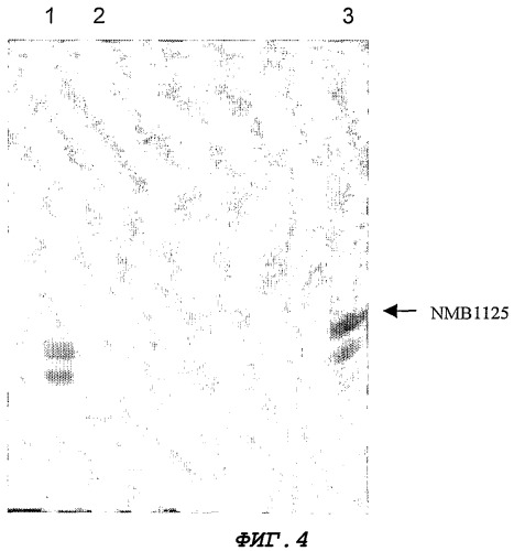 Белок nmb1125 и его применение в фармацевтических композициях (патент 2336900)