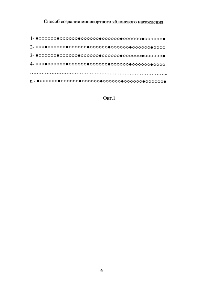 Способ создания моносортного яблоневого насаждения (патент 2646046)