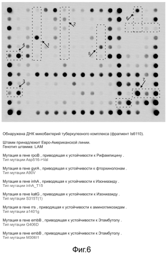Способ обнаружения днк возбудителя туберкулеза с одновременным установлением его генотипа и определением генетических детерминант множественной и широкой лекарственной устойчивости, олигонуклеотидный микрочип, набор праймеров и набор олигонуклеотидных зондов, используемые в способе (патент 2562866)