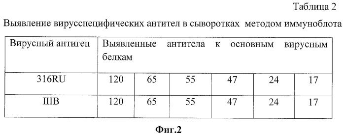 Штамм hominis immunodeficiti virus (hiv-1) вич-1/россия/(316ru) для приготовления диагностических, профилактических препаратов и для оценки противовирусной активности различных соединений (патент 2457244)