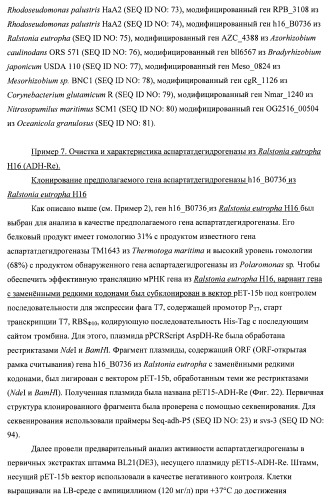 Бактерия семейства enterobacteriaceae - продуцент l-аспарагиновой кислоты или метаболитов, производных l-аспарагиновой кислоты, и способ получения l-аспарагиновой кислоты или метаблитов, производных l-аспарагиновой кислоты (патент 2472853)