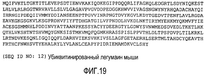 Композиция днк для вызова иммунного ответа против опухолеассоциированных макрофагов (патент 2459631)