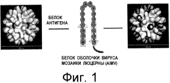 Вирусоподобные частицы, содержащие белки-мишени, слитые с белками оболочки растительных вирусов (патент 2571223)