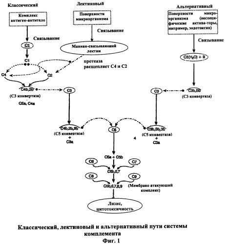 Иммуногенная композиция и способ разработки вакцины, основанной на участках матричного белка вич (патент 2403915)