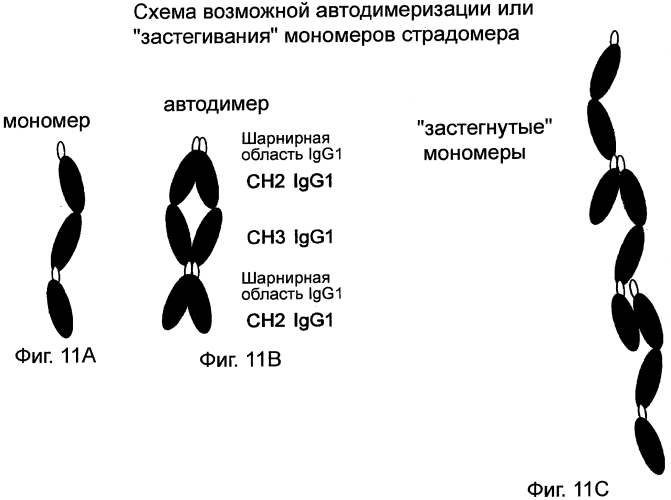 Средства на основе константной области иммуноглобулина связывающие fc-рецептор (патент 2549676)