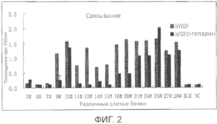 Слитный белок антиангиогенного индуцирующего фактора и его применение (патент 2560589)