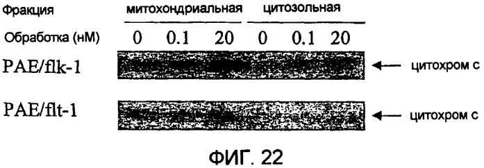 Терапевтические агенты, содержащие проапоптозные белки (патент 2319709)