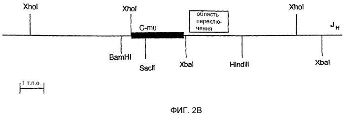 Трансгенные копытные животные, имеющие пониженную активность прионного белка, и их применения (патент 2384059)