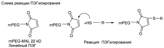 Модифицированный антагонист рецептора il-4 и предназначенный для его получения очищенный полинуклеотид (патент 2389796)