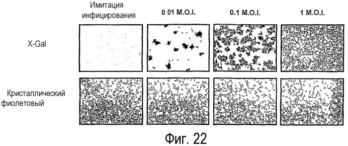 Применение вируса миксомы для терапевтического лечения рака и хронической вирусной инфекции (патент 2362584)