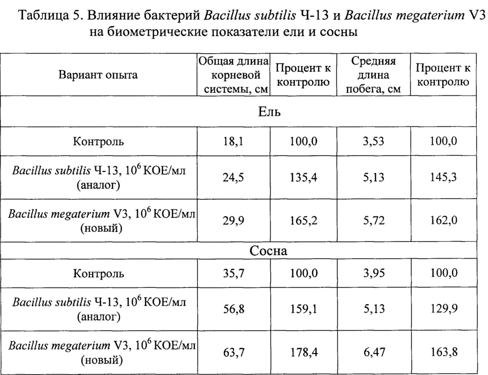 Штамм бактерий bacillus megaterium v3 в качестве средства для ускорения роста и увеличения продуктивности винограда, зерновых, овощных и древесных культур (патент 2649359)