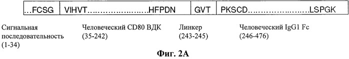 Иммуносупрессорные полипептиды и нуклеиновые кислоты (патент 2506275)