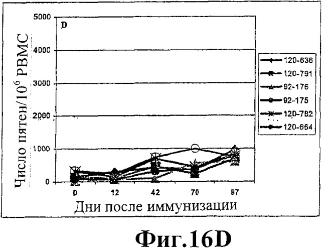 Человеческие антитела против человеческого 4-1вв (cd137) (патент 2376316)